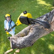 Best Tree and Shrub Care  in Paul, ID