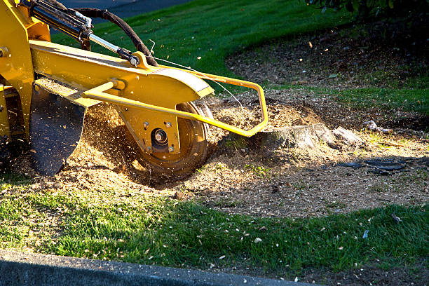 Best Tree Mulching  in Paul, ID
